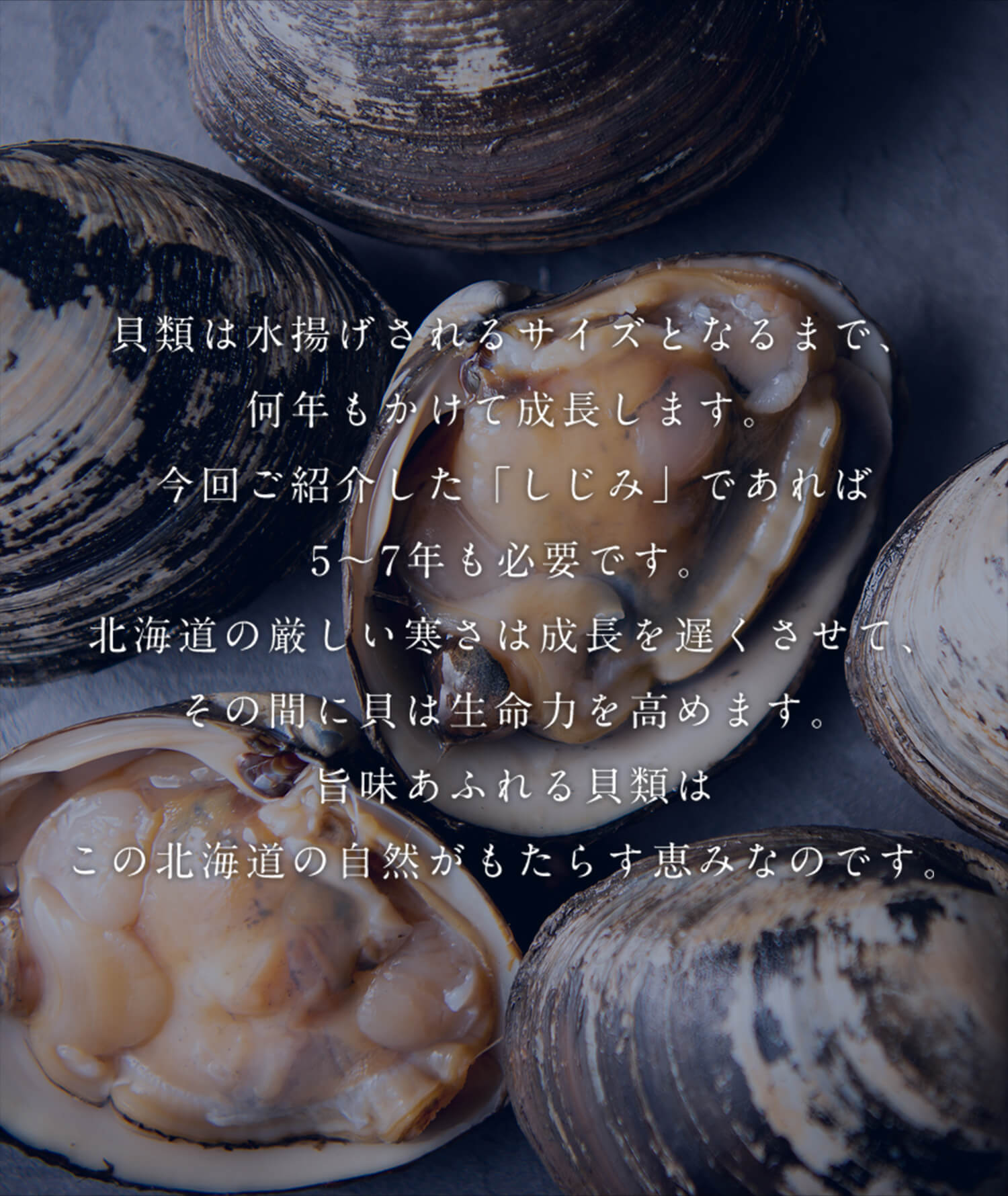 北海道ぎょれん ほっき貝 つぶ貝 しじみ あわび特集 北海道ぎょれん 産直通販 旬の海産物を産地直送お取り寄せ かに ほたて 鮭 いくらもギフト通販で 北海道ぎょれん ほっき貝 つぶ貝 しじみ あわび特集 北海道ぎょれん 産直通販 旬の海産物を産地直送お取り寄せ かに ほたて 鮭 いくらもギフト通販で