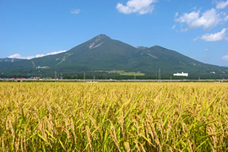 圃場の風景