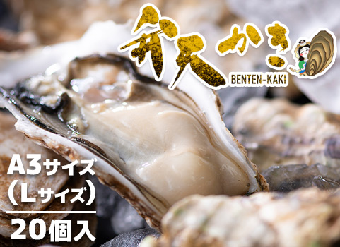 【2023年11月中旬頃 販売再開予定】弁天かき 20個入【A3（L）サイズ】（北海道 厚岸産・殻付き）