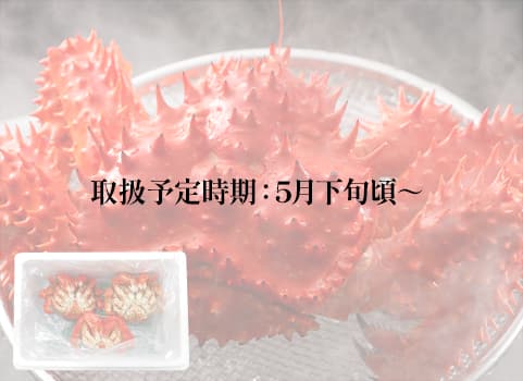 【2025年5月下旬 販売再開予定】チルド浜ゆで花咲がに 400～500g×3尾入（花咲かに：北海道浜中沖）