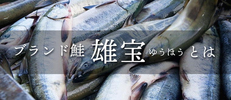 新巻鮭「雄宝鮭」山漬け 2.5kg（北海道 雄武産・個別包装）｜【北海道ぎょれん｜お取り寄せ・通販】旬の海産物を産地直送！かに・ほたて・いくら・鮭 なら産直ネットショップへ