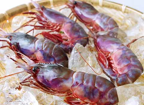 【入荷未定】ブドウエビ 300g・中サイズ（北海道 羅臼産・刺身用）