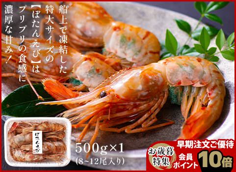 【お歳暮】特大ボタンえび 500g（刺身用・子持ち）