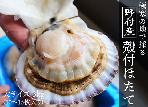 【入荷未定】野付産 殻付ほたて 大サイズ（3.0kg／10～16枚程度）