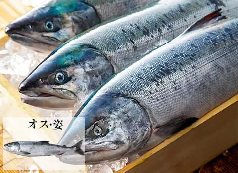 【9月中旬 販売再開予定】羅臼産 天然生秋鮭【3.0kg～3.3kg程度・オス・姿】