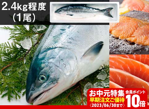 【お中元ギフト】時鮭「船上活〆」1尾 2.4kg（北海道 日高産・生冷凍）
