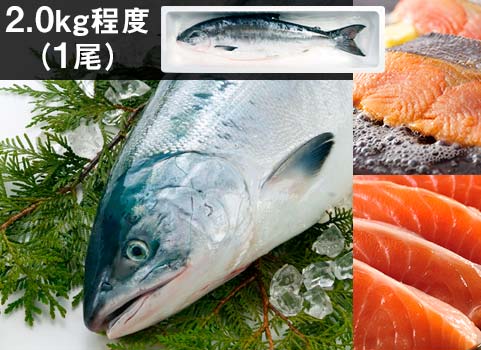 時鮭「船上活〆」1尾 2kg（北海道 日高産・生冷凍）