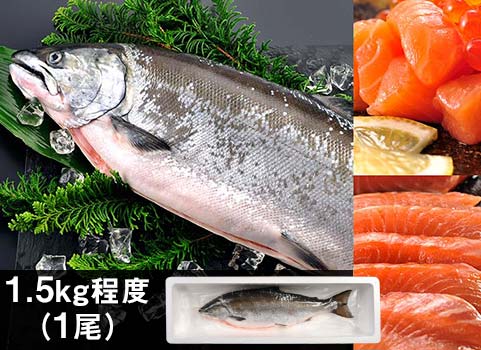 サクラマス「船上活〆」1尾 1.5kg（北海道 日高産・生冷凍）