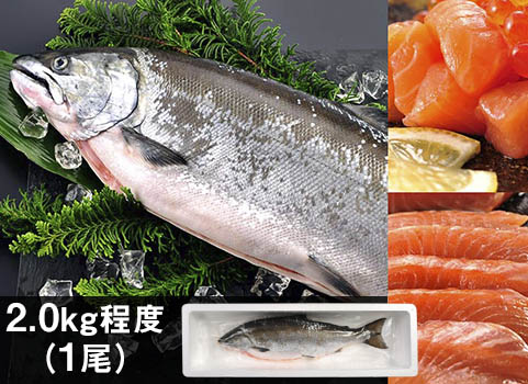サクラマス「船上活〆」1尾 2.0kg（北海道 日高産・生冷凍）