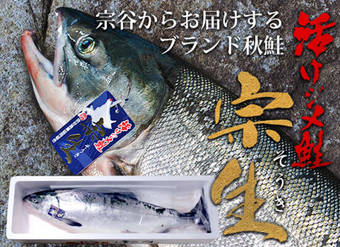 【2026年9月下旬 販売再開予定】　宗谷産 活けジメ鮭『宗生』3.5kg・オス【配送日指定不可商品】