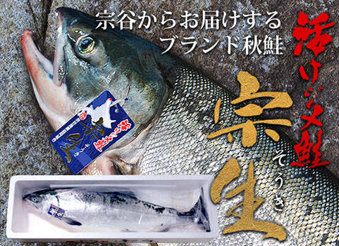 【10月中旬 販売再開予定】宗谷産 活けジメ鮭『宗生』3.5kg・オス【発送日制限あり】