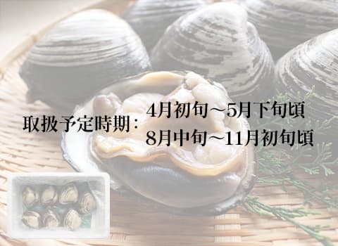 【2025年4月初旬 販売再開予定】【活】特大ホッキ貝 3kg／6～7個（北海道 知床斜里産）